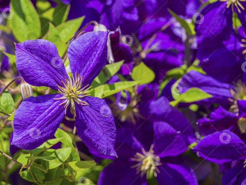 Скачать Крупный план большого фиолетового цветка клематиса на фоне зеленых листьев и фиолетовых цветков клематиса. Цветочный фон с фиолетовым цветком фотосток Ozero