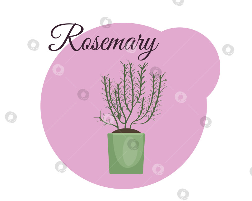 Скачать Растение розмарина в горшке на розовом фоне с надписью rosemary. Домашнее садоводство. Векторная иллюстрация фотосток Ozero