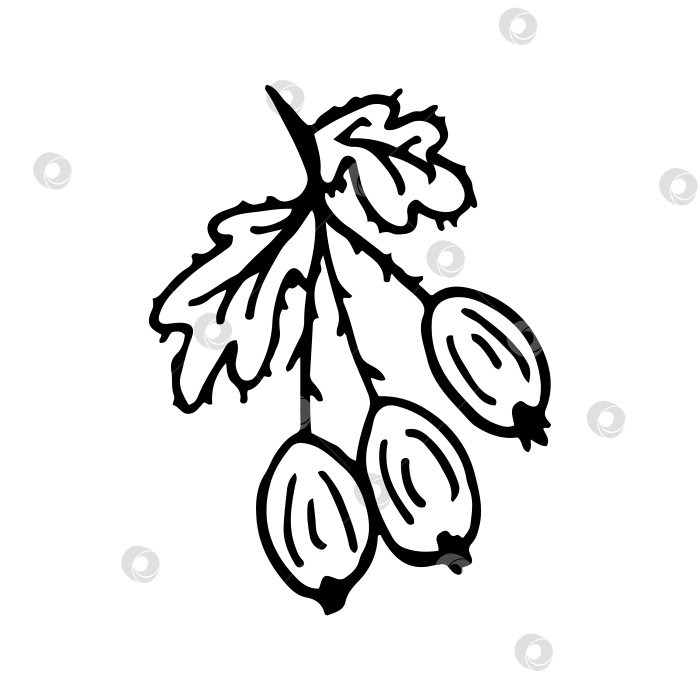 Скачать Крыжовник в линейном стиле. Изолированный ручной рисунок векторной иллюстрации кислой ягоды. Набросок каракуля. фотосток Ozero