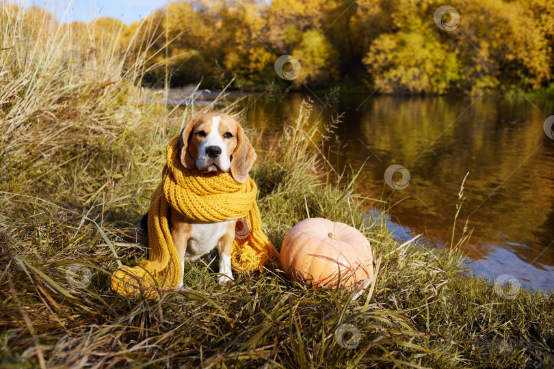 Скачать Осенний пейзаж. Собака породы бигль в желтом шарфе сидит в сухой траве фотосток Ozero