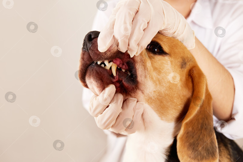 Скачать Ветеринар осматривает зубы собаки породы бигль, зубной налет или зубной камень у собаки. фотосток Ozero