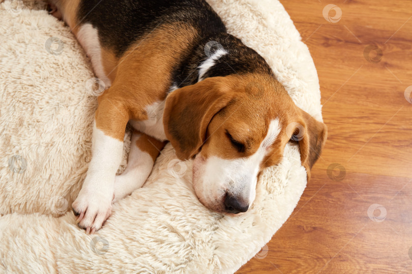 Скачать Симпатичная собачка бигль спит на мягкой подушке фотосток Ozero