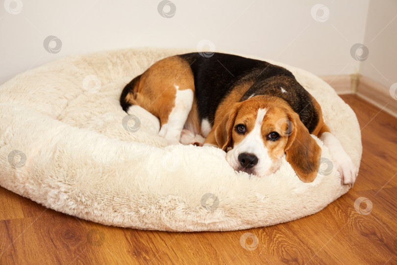 Скачать Симпатичная собачка бигль лежит на собачьей кровати и смотрит в камеру фотосток Ozero
