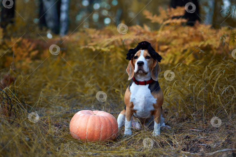 Скачать Поздравительная открытка на Хэллоуин. Собака породы бигль с пауком фотосток Ozero