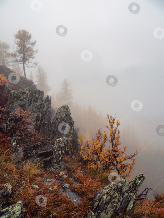 Скачать Диагональный каменистый крутой склон и лес в густом тумане. Каменный склон холма с лиственницами утром в густых низких облаках. Горный склон с елями и осенней флорой в тумане. Увядающие осенние краски. фотосток Ozero