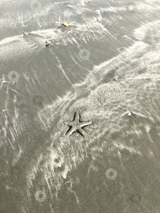 Скачать Морская звезда в песке на пляже. Песчаный фон. фотосток Ozero