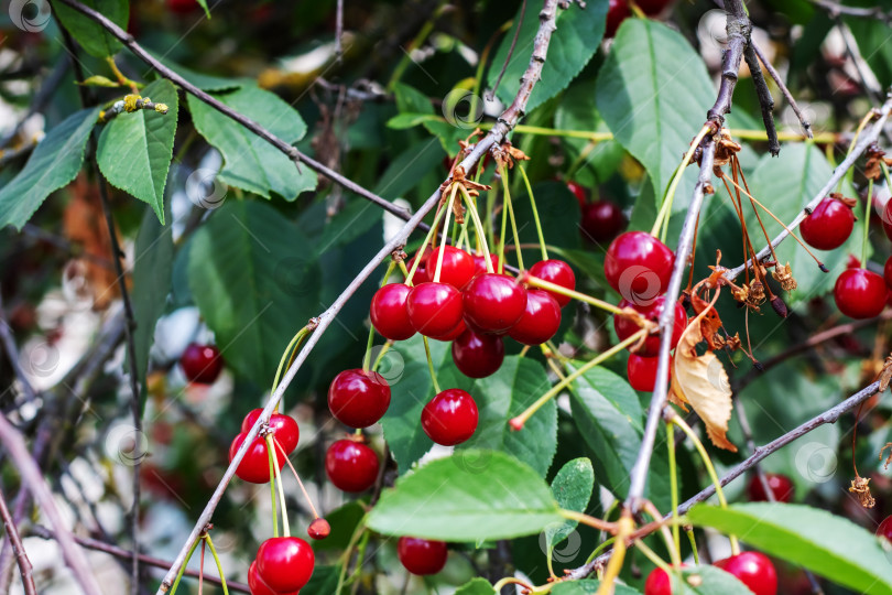 Скачать Красные вишни на ветке дерева крупным планом фотосток Ozero