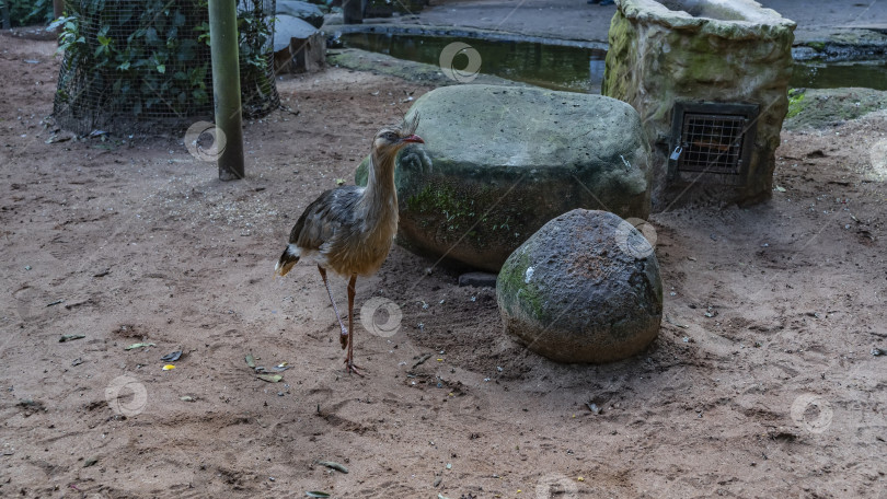 Скачать Тропическая птица Кариама кристата прогуливается в вольере. фотосток Ozero