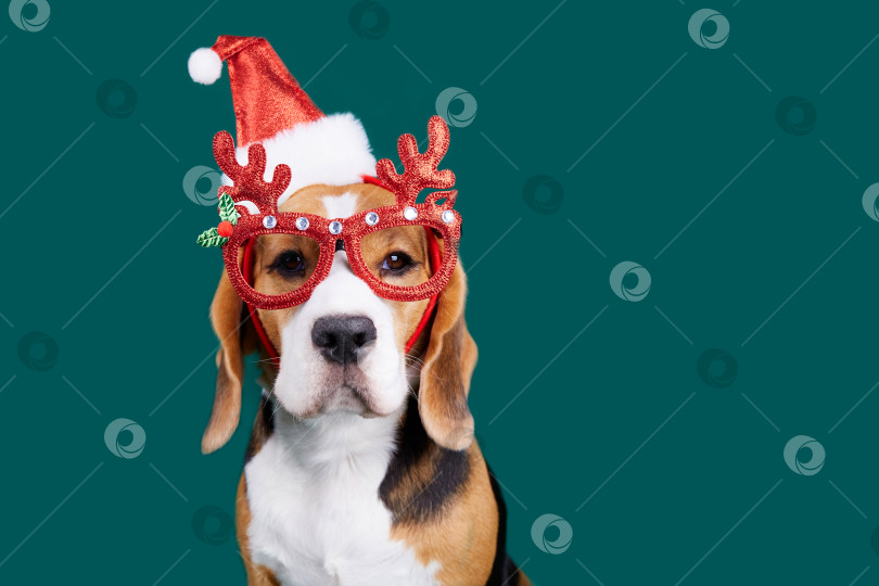 Скачать Собака породы бигль в шляпе Санта-Клауса и очках с оленьими рогами фотосток Ozero