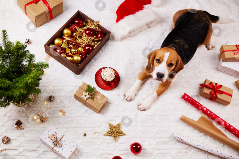 Скачать Собака породы бигль лежит на кровати рядом с игрушками для рождественской елки, подарками фотосток Ozero
