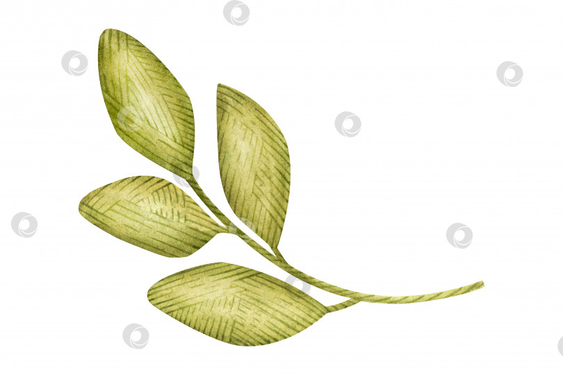 Скачать Акварельная иллюстрация, вязаный зеленый лист, ветка, текстура, имитация вязания фотосток Ozero