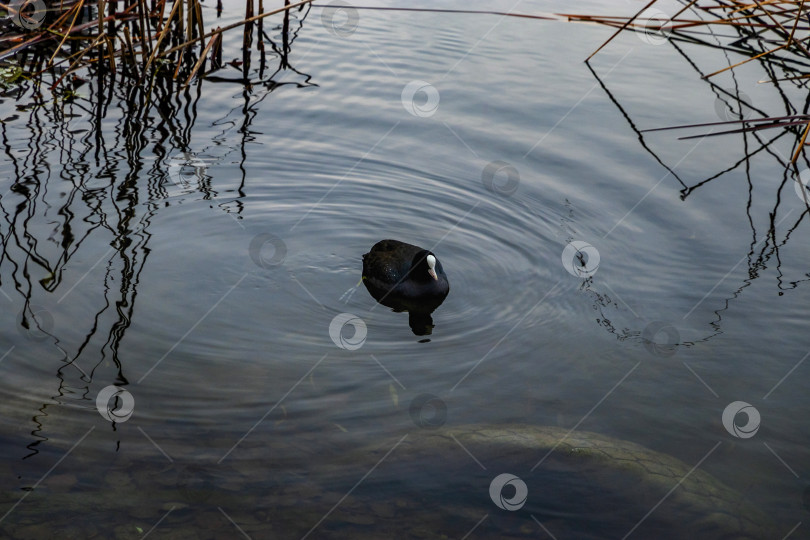 Скачать Лысуха (лат. Fulica atra) - мелкая водоплавающая птица. фотосток Ozero