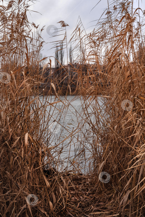 Скачать Заросли камыша, растущие на краю пруда. Осенний пейзаж. фотосток Ozero