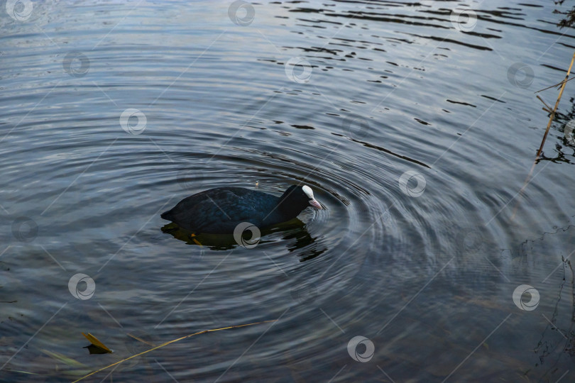 Скачать Утка-лысуха, плавающая по воде городского водохранилища осенью. фотосток Ozero