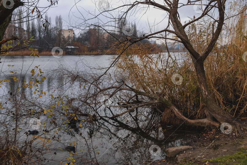 Скачать Заросший берег пруда в осенний день. фотосток Ozero