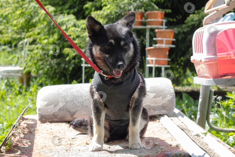 Скачать Черная собака в одеяле в саду фотосток Ozero