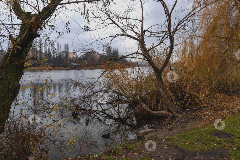 Скачать Заросший берег пруда в осенний день. фотосток Ozero