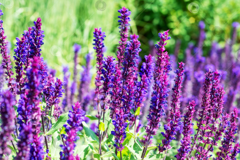 Скачать Длинные фиолетовые цветы в солнечном свете крупным планом фотосток Ozero