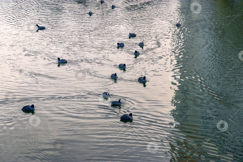 Скачать Утки-лысухи плавают стаей по воде городского водохранилища осенью. фотосток Ozero