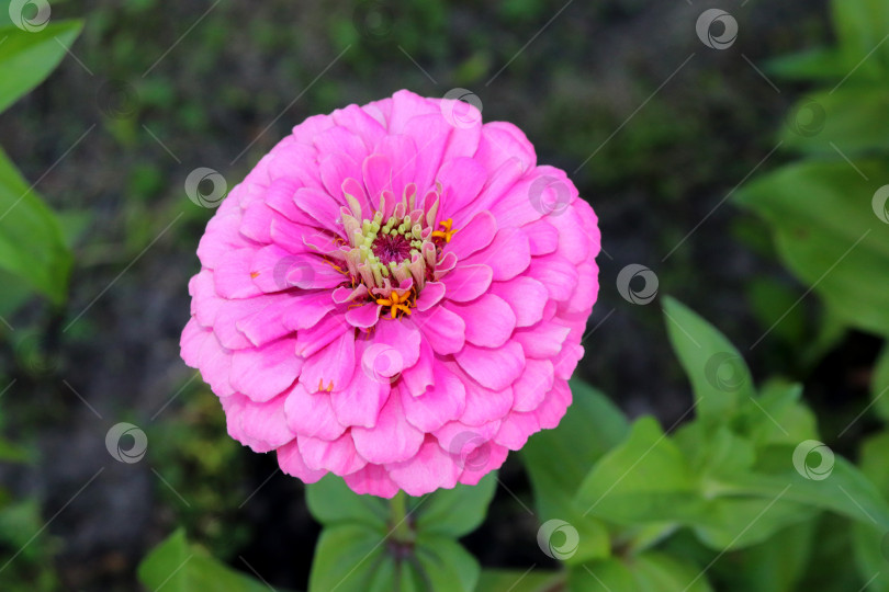 Скачать Цветок розовой циннии сорта Лилипут на клумбе фотосток Ozero