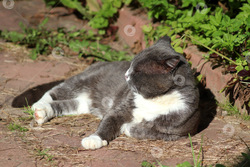 Скачать Серый кот лежит на дорожке во дворе и смотрит в сторону фотосток Ozero