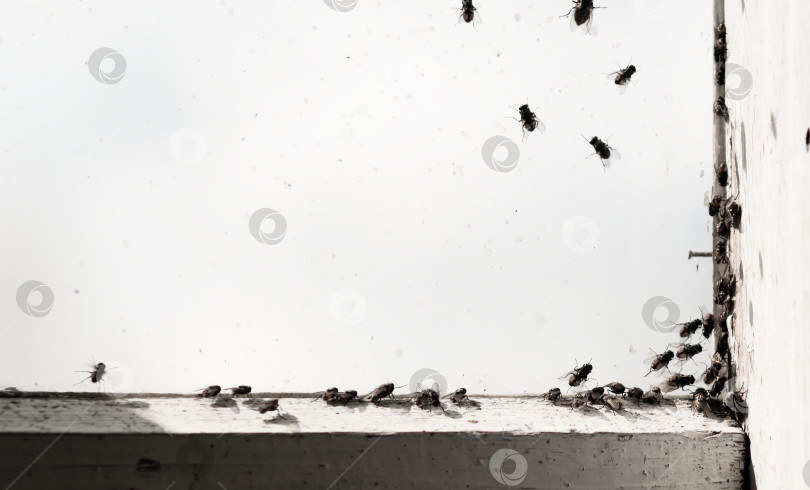 Скачать Большое количество мух на старом окне фотосток Ozero