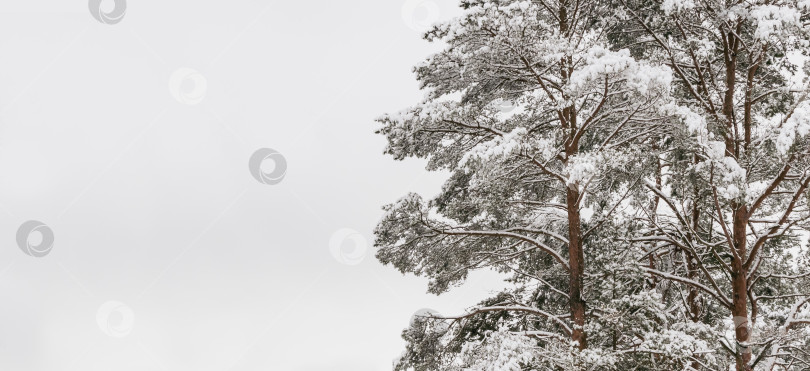 Скачать Деревья, покрытые снегом фотосток Ozero