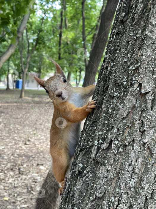 Скачать Белка на дереве, крупный план фотосток Ozero