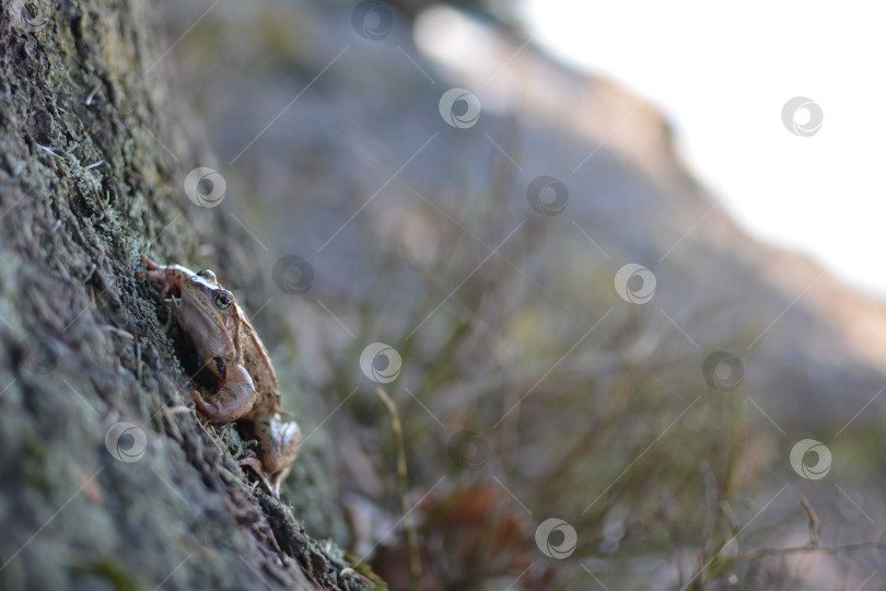 Скачать Травяная лягушка в лесу фотосток Ozero