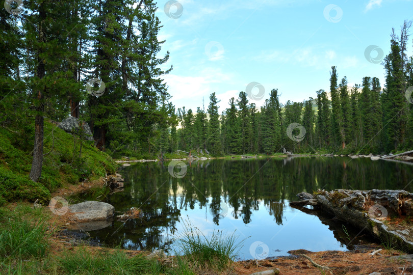 Скачать Отражение высоких хвойных сосен в спокойной глади широкого озера в солнечный летний день. фотосток Ozero
