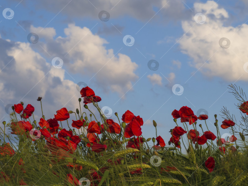 Скачать Зерновое поле с ярко-красными цветами мака на фоне голубого неба с белыми облаками фотосток Ozero