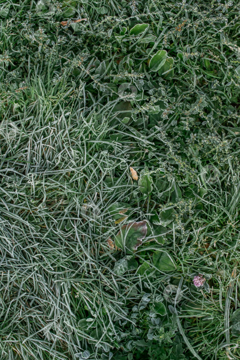 Скачать текстура зеленой травы утром в белом инее вид сверху фотосток Ozero