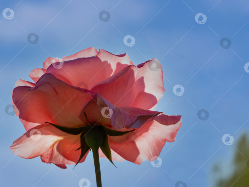 Скачать Вид снизу на бледно-розовый цветок розы на фоне голубого неба при ярком солнечном свете фотосток Ozero