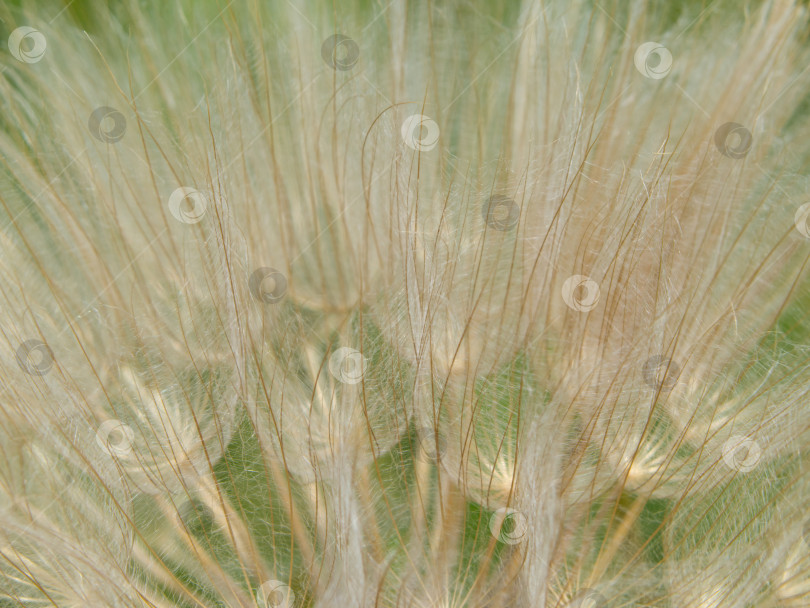 Скачать натуральная макрофотография семян одуванчика. Абстрактный макро-фон с цветком одуванчика, мягкий фокус фотосток Ozero