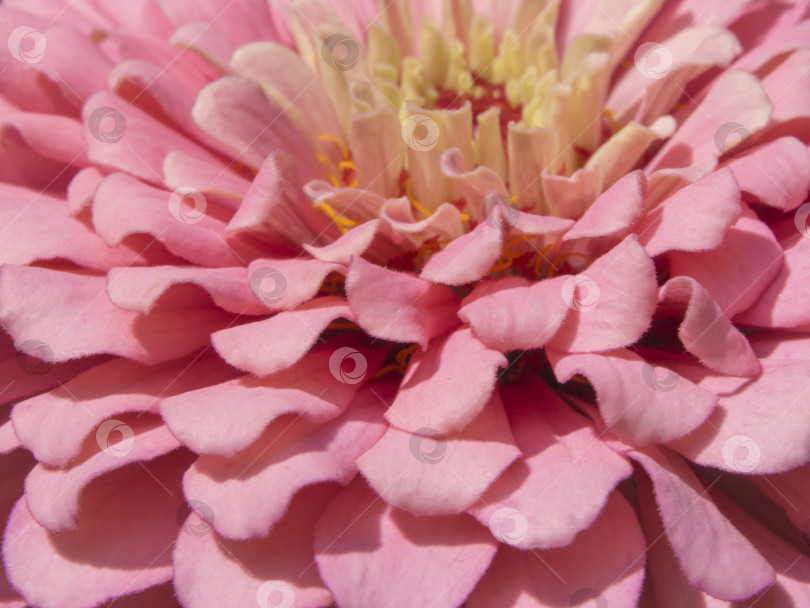Скачать Макротекстура ярко-розового цветка циннии в природе. Цинния розового цвета, красивый цветочный фон. Малая глубина резкости фотосток Ozero