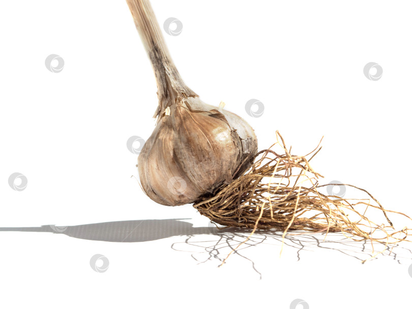 Скачать Свежевыкопанная луковица чеснока с корнями на белом фоне. Головка чеснока, выделенная на белом фотосток Ozero