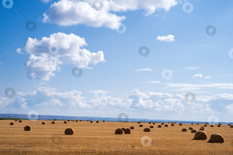 Скачать скрученные стога сена на желтом осеннем поле фотосток Ozero