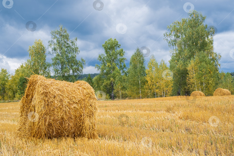Скачать скрученный стог сена на желтом осеннем поле фотосток Ozero