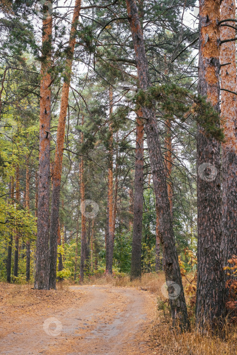 Скачать стволы сосен и дорога в лесу фотосток Ozero