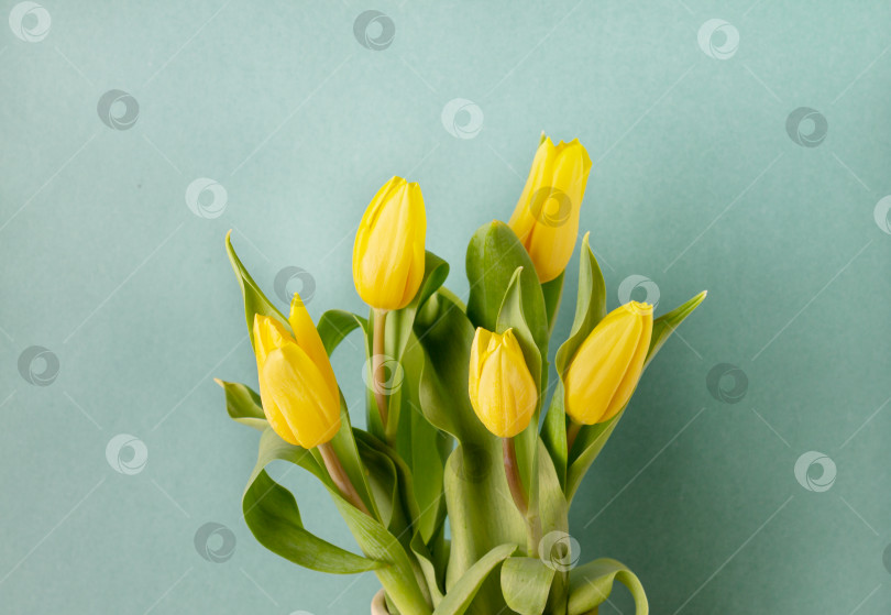 Скачать букет желтых тюльпанов на зеленом фоне, копия space фотосток Ozero