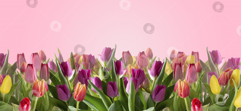 Скачать разноцветные тюльпаны на розовом фоне, цветочный баннер фотосток Ozero