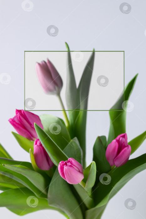 Скачать фиолетовые тюльпаны на белом фоне, макет фотосток Ozero