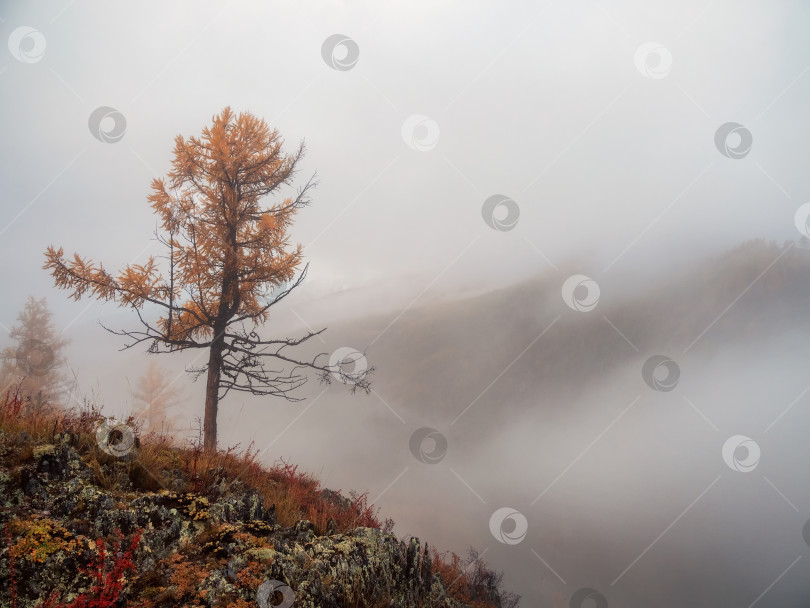 Скачать Диагональный каменистый крутой склон и лес в густом тумане. Каменный склон холма с лиственницами утром в густых низких облаках. Горный склон с елями и осенней флорой в тумане. Увядающие осенние краски. фотосток Ozero