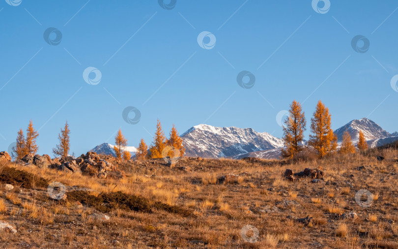 Скачать Живописный пестрый осенний пейзаж с желтыми лиственницами на залитом солнцем снежном холме и скалистым горным хребтом под голубым небом. Яркие осенние краски в горах. Солнечный свет и тени облаков в хорошую погоду. фотосток Ozero