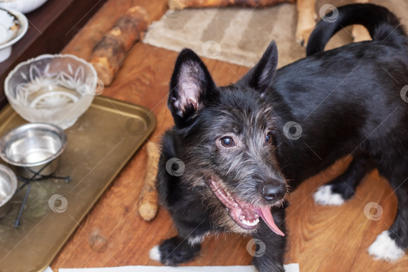 Скачать Черная бородатая собака сидит на полу в комнате фотосток Ozero