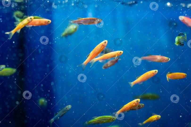 Скачать Декоративные рыбки в голубой воде аквариума фотосток Ozero
