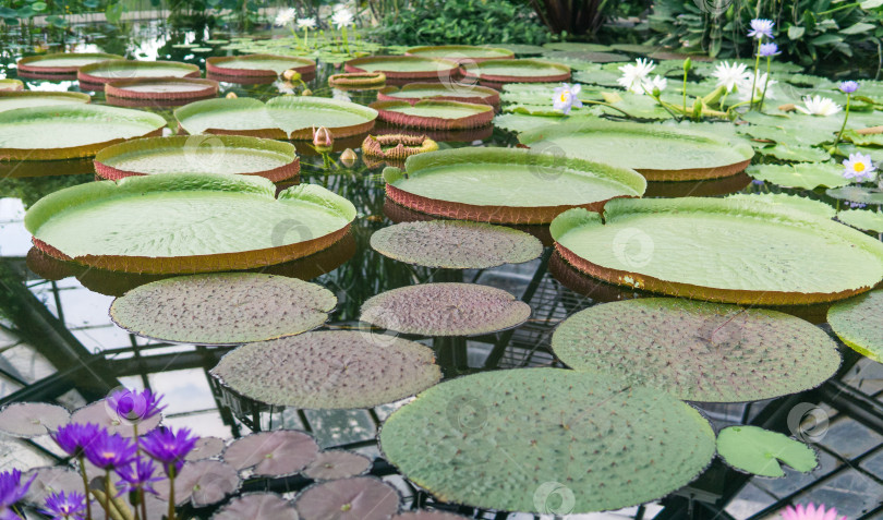 Скачать плавающие листья гигантской водяной лилии Victoria amazonica фотосток Ozero