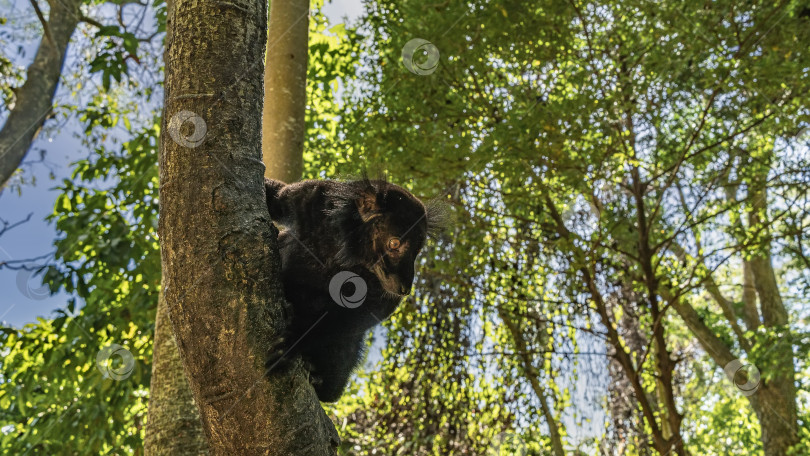 Скачать Черный лемур Eulemur macaco сидит на дереве фотосток Ozero