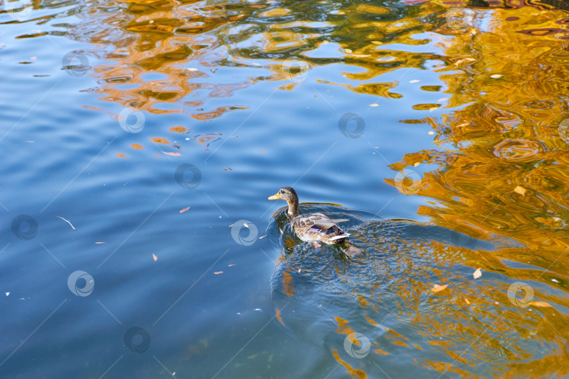Скачать водоплавающая утка осенью на озере. фотосток Ozero