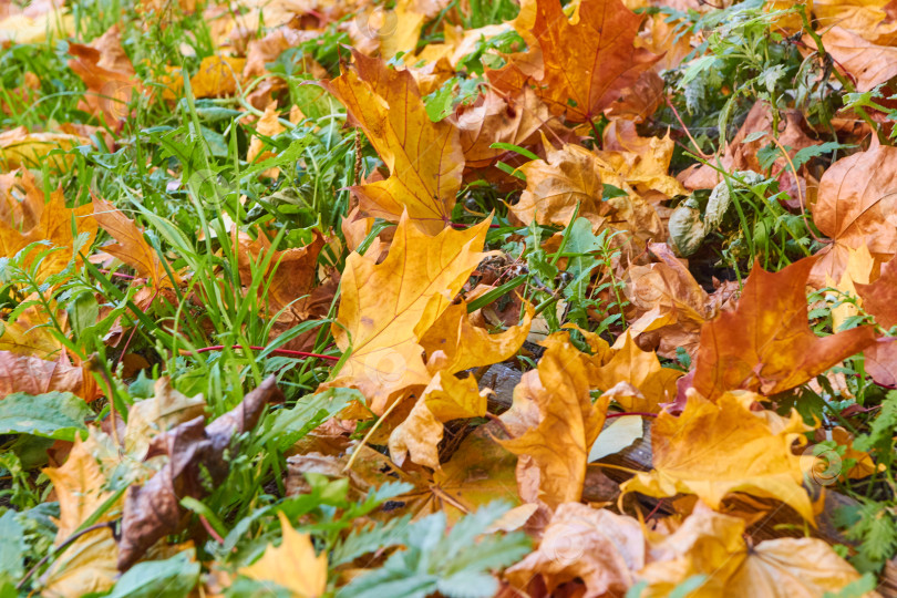 Скачать осенние опавшие желтые кленовые листья на зеленой траве. фотосток Ozero